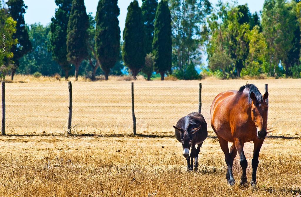 Podere Del Gesso Таркиния Екстериор снимка